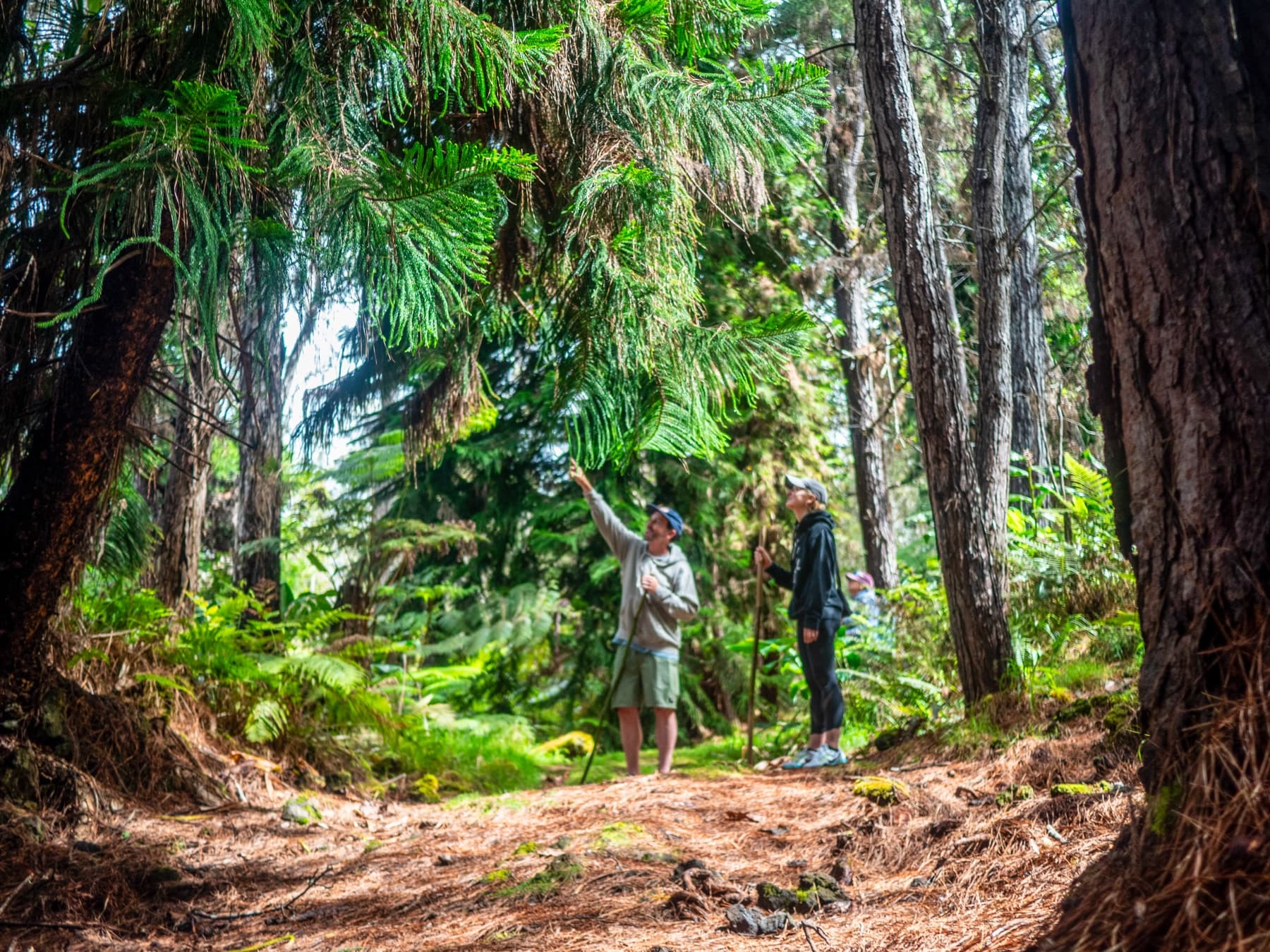 Moments in the cloud forest