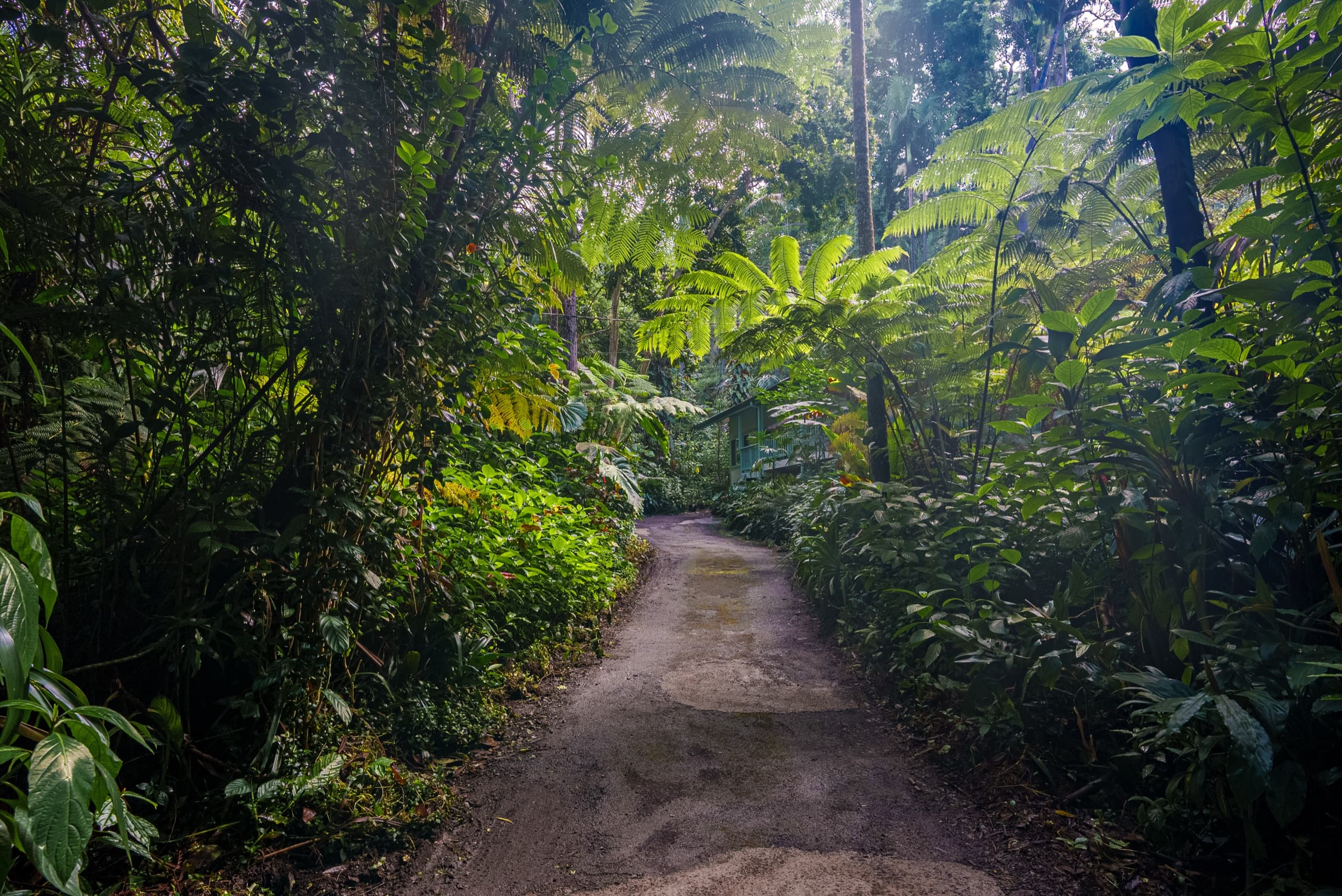 The Kona Cloud Forest Sanctuary