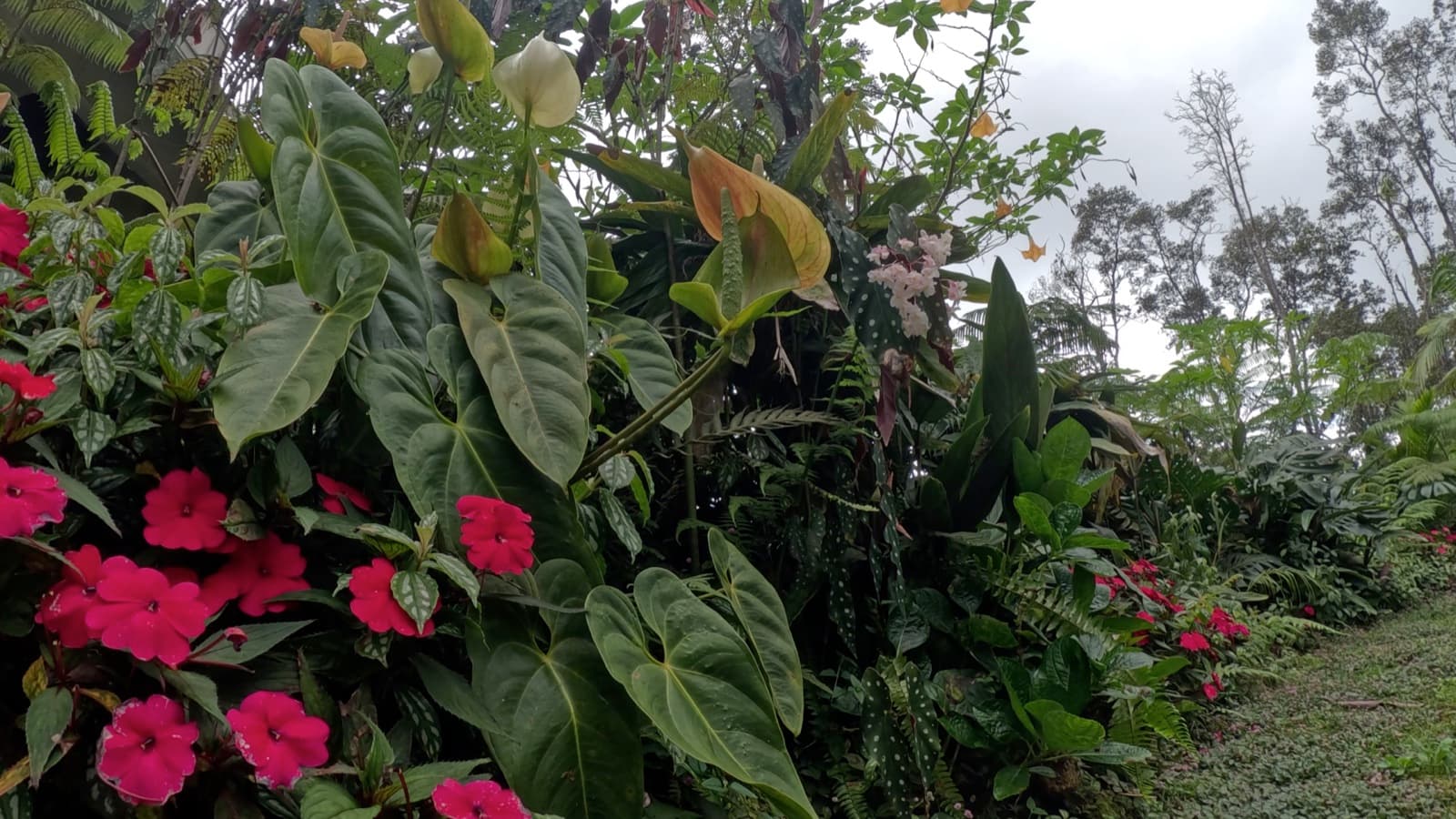 Vibrant plants of the cloud forest