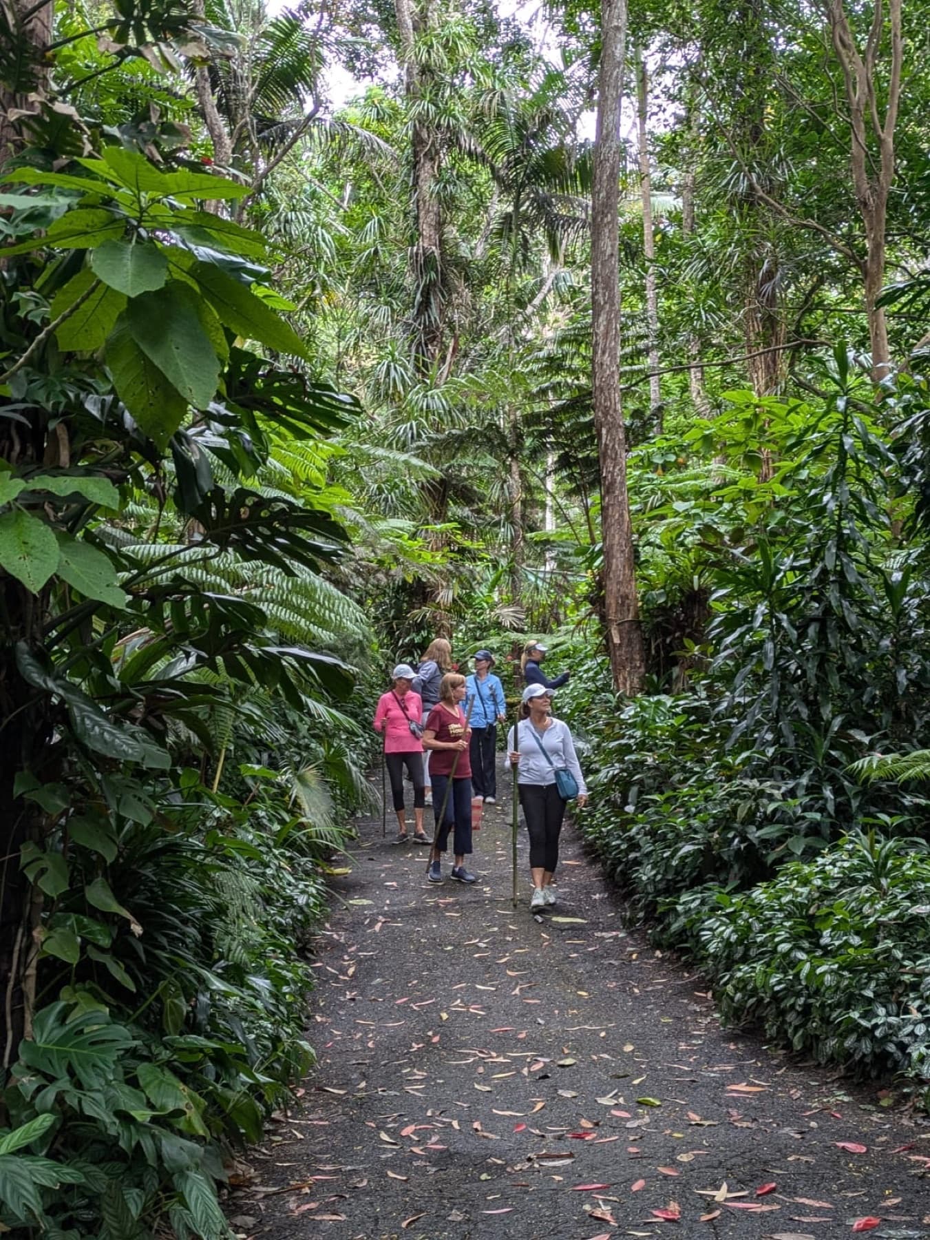 The Kona Cloud Forest Sanctuary